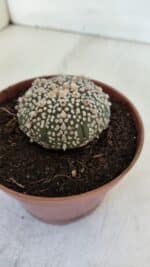 ASTROPHYTUM ASTERIAS SUPER KABUTO  Nº 380 - vaso 11 - Imagem 7