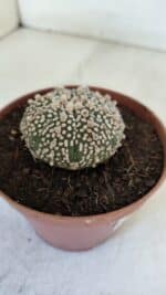 ASTROPHYTUM ASTERIAS SUPER KABUTO  Nº 380 - vaso 11 - Imagem 6