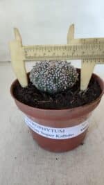 ASTROPHYTUM ASTERIAS SUPER KABUTO  Nº 380 - vaso 11