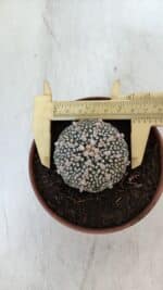 ASTROPHYTUM ASTERIAS SUPER KABUTO  Nº 380 - vaso 11 - Imagem 5