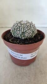 ASTROPHYTUM ASTERIAS SUPER KABUTO  Nº 381 - vaso 11 - Imagem 2
