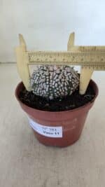 ASTROPHYTUM ASTERIAS SUPER KABUTO  Nº 381 - vaso 11 - Imagem 7