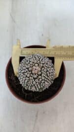 ASTROPHYTUM ASTERIAS SUPER KABUTO  Nº 381 - vaso 11 - Imagem 5