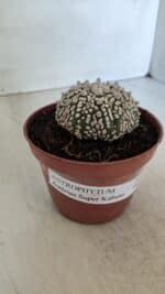 ASTROPHYTUM ASTERIAS SUPER KABUTO  Nº 381 - vaso 11 - Imagem 12