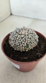 ASTROPHYTUM ASTERIAS SUPER KABUTO  Nº 381 - vaso 11 - Imagem 10