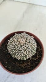 ASTROPHYTUM ASTERIAS SUPER KABUTO  Nº 381 - vaso 11 - Imagem 6