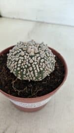 ASTROPHYTUM ASTERIAS SUPER KABUTO  Nº 381 - vaso 11 - Imagem 8