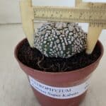 ASTROPHYTUM ASTERIAS SUPER KABUTO  Nº 381 - vaso 11