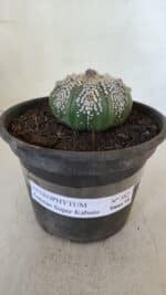 ASTROPHYTUM ASTERIAS SUPER KABUTO  Nº 382 - vaso 15 - Imagem 2