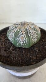 ASTROPHYTUM ASTERIAS SUPER KABUTO  Nº 382 - vaso 15 - Imagem 10