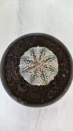 ASTROPHYTUM ASTERIAS SUPER KABUTO  Nº 382 - vaso 15 - Imagem 3