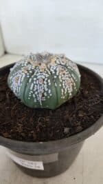 ASTROPHYTUM ASTERIAS SUPER KABUTO  Nº 382 - vaso 15 - Imagem 9