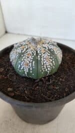 ASTROPHYTUM ASTERIAS SUPER KABUTO  Nº 382 - vaso 15 - Imagem 8