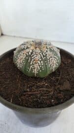 ASTROPHYTUM ASTERIAS SUPER KABUTO  Nº 382 - vaso 15 - Imagem 6