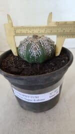 ASTROPHYTUM ASTERIAS SUPER KABUTO  Nº 382 - vaso 15 - Imagem 4