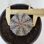 ASTROPHYTUM ASTERIAS SUPER KABUTO  Nº 382 - vaso 15