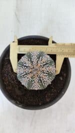 ASTROPHYTUM ASTERIAS SUPER KABUTO  Nº 382 - vaso 15