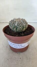 ASTROPHYTUM ASTERIAS SUPER KABUTO  Nº 383 - vaso 11 - Imagem 2