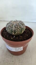 ASTROPHYTUM ASTERIAS SUPER KABUTO  Nº 383 - vaso 11 - Imagem 10