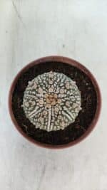 ASTROPHYTUM ASTERIAS SUPER KABUTO  Nº 383 - vaso 11 - Imagem 3