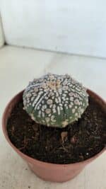 ASTROPHYTUM ASTERIAS SUPER KABUTO  Nº 383 - vaso 11 - Imagem 9