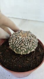 ASTROPHYTUM ASTERIAS SUPER KABUTO  Nº 383 - vaso 11 - Imagem 8