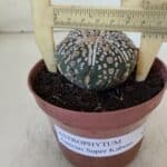 ASTROPHYTUM ASTERIAS SUPER KABUTO  Nº 383 - vaso 11