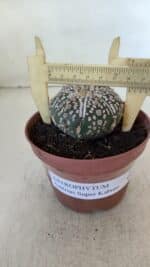 ASTROPHYTUM ASTERIAS SUPER KABUTO  Nº 383 - vaso 11