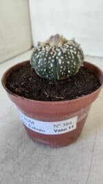 ASTROPHYTUM ASTERIAS SUPER KABUTO  Nº 384 - vaso 11 - Imagem 13