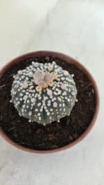 ASTROPHYTUM ASTERIAS SUPER KABUTO  Nº 384 - vaso 11 - Imagem 8