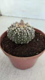 ASTROPHYTUM ASTERIAS SUPER KABUTO  Nº 384 - vaso 11 - Imagem 11