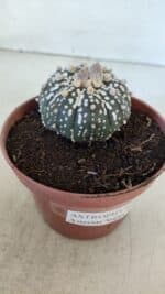ASTROPHYTUM ASTERIAS SUPER KABUTO  Nº 384 - vaso 11 - Imagem 10