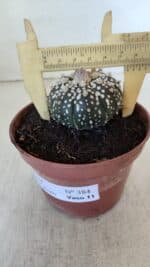 ASTROPHYTUM ASTERIAS SUPER KABUTO  Nº 384 - vaso 11 - Imagem 9