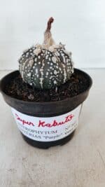 ASTROPHYTUM ASTERIAS SUPER KABUTO "PURPLE" Nº 369 – vaso 11 - Imagem 2