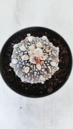 ASTROPHYTUM ASTERIAS SUPER KABUTO "PURPLE" Nº 369 – vaso 11 - Imagem 3