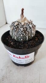 ASTROPHYTUM ASTERIAS SUPER KABUTO "PURPLE" Nº 369 – vaso 11 - Imagem 10