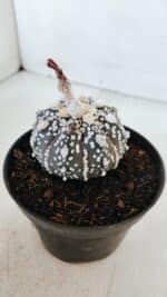 ASTROPHYTUM ASTERIAS SUPER KABUTO "PURPLE" Nº 369 – vaso 11 - Imagem 9