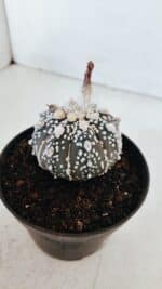 ASTROPHYTUM ASTERIAS SUPER KABUTO "PURPLE" Nº 369 – vaso 11 - Imagem 8