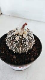 ASTROPHYTUM ASTERIAS SUPER KABUTO "PURPLE" Nº 369 – vaso 11 - Imagem 7