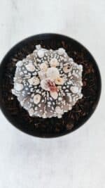 ASTROPHYTUM ASTERIAS SUPER KABUTO "PURPLE" Nº 369 – vaso 11 - Imagem 6