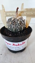 ASTROPHYTUM ASTERIAS SUPER KABUTO "PURPLE" Nº 369 – vaso 11 - Imagem 4