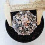 ASTROPHYTUM ASTERIAS SUPER KABUTO "PURPLE" Nº 369 – vaso 11