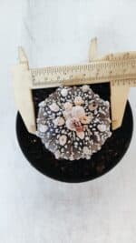 ASTROPHYTUM ASTERIAS SUPER KABUTO "PURPLE" Nº 369 – vaso 11