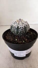 ASTROPHYTUM ASTERIAS SUPER KABUTO "PURPLE" Nº 852 – vaso 11 - Imagem 2