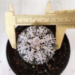 ASTROPHYTUM ASTERIAS SUPER KABUTO "PURPLE" Nº 852 – vaso 11