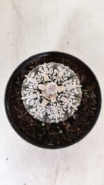 ASTROPHYTUM ASTERIAS SUPER KABUTO "PURPLE" Nº 852 – vaso 11 - Imagem 7