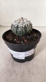ASTROPHYTUM ASTERIAS SUPER KABUTO "PURPLE" Nº 852 – vaso 11 - Imagem 11
