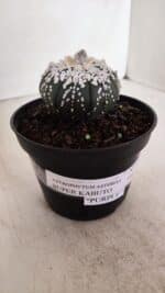ASTROPHYTUM ASTERIAS SUPER KABUTO "PURPLE" Nº 852 – vaso 11 - Imagem 10