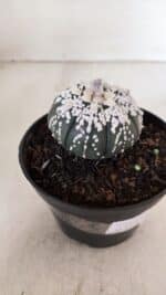 ASTROPHYTUM ASTERIAS SUPER KABUTO "PURPLE" Nº 852 – vaso 11 - Imagem 9