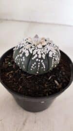 ASTROPHYTUM ASTERIAS SUPER KABUTO "PURPLE" Nº 852 – vaso 11 - Imagem 8